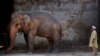 Elephant's Plight Sparks Uproar in Pakistan