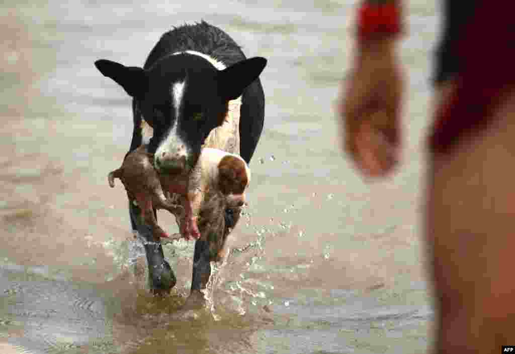 សុនខ​មួយ​ក្បាល​ពាំ​កូន​ទៅកាន់​ទី​ស្ងួត​នៅ​ក្នុង​តំបន់ Sangam ទីក្រុង Allahabad ប្រទេស​ឥណ្ឌា នៅ​ពេល​ដែល ទឹកទន្លេ Ganges និង​ទន្លេ​ឡើង​បន្ទាប់​ពី​ភ្លៀង​មូសុង​មួយ។