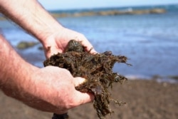 Antonio Vegara shows a clump of 'Rugulopteryx okamurae'. (Alfonso Beato/VOA)