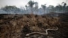 ARCHIVO - Se ve una serpiente mientras se quema un tramo de la selva amazónica mientras los taladores y agricultores la limpian en Porto Velho, Brasil, en agosto de 2019.