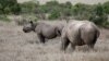 A black rhino calf, left, and its mother are seen at the Ol Pejeta Conservancy in Laikipia National Park near Nanyuki, Kenya, May 22, 2019.