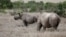 A black rhino calf, left, and its mother are seen at the Ol Pejeta Conservancy in Laikipia National Park near Nanyuki, Kenya, May 22, 2019.
