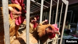 FFILE PHOTO: Chickens are seen at a livestock market before the market asked to stop trading on March 1 in prevention of bird flu transmission, in Kunming, Yunnan province, China Feb. 22, 2017. 