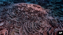 This photo provided by @alexis.rosenfeld shows corals shaped like roses in the waters off the coast of Tahiti of the French Polynesia in December 2021. (Alexis Rosenfeld/@alexis.rosenfeld via AP)