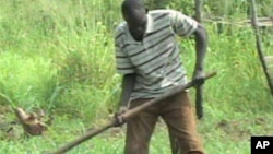 A farmer works the land in South Sudan where an annual report shows that 4.1 million people are at risk of going hungry this year, despite improved harvests. (AP)