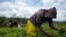 FILE - Laborers pick tea leaves in a plantation of Sorwathe Tea Ltd., in Rwanda's Cyohoha district, March 15, 2014. 