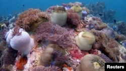 Terumbu karang di pulau Tioman, Malaysia, di Laut China Selatan.