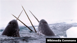 Extreme Life of the Ocean