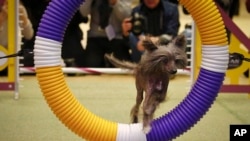 Morgan, a 12-time agility champion Chinese Crested breed, performs during a press conference on Jan. 30, 2017, in New York. Morgan will compete at the 141st Westminster Kennel Club Dog Show at Madison Square Garden on Feb. 13-14.