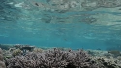 Coral Adapts as Planet Temps Climb