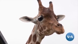 San Antonio Wildlife Ranch Celebrates, Protects Endangered Animals