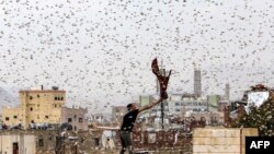 A man tries to catch locusts on a rooftop as they swarm over the Huthi rebel-held Yemeni capital Sana'a, July 28, 2019.Ethiopian agriculture officials are taking steps to control a major locust infestation that could threaten some of staple crops.