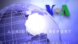 Anh ngữ đặc biệt: Bilingualism (VOA)