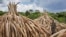 Stacks of Ivory stand in Nairobi National Park, Kenya, April 28, 2016. The ivory — 105 tons of it — and a ton of rhino horn are to be torched to encourage global efforts to help stop the poaching of elephants and rhinos.