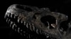Lelang Kerangka Dinosaurus Berhasil Raup 3 Juta Euro