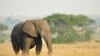 African, Asian Nations Agree on 'Urgent' Steps to Save Elephants
