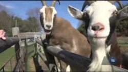 Сільський Нью-Йорк (є і такий) розповів про улюблених кандидатів у президенти. Відео