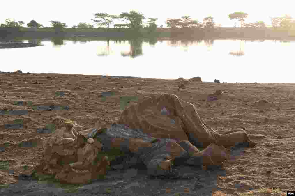 An elephant was killed by gunshots and spear wounds in Mugie Conservancy, Laikipia, Kenya, March 16, 2017. (Jill Craig/VOA)