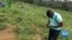 App Helps African Farmers Detect Crop Disease