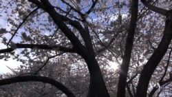Washington’s Cherry Blossoms Showcase Breathtaking Display