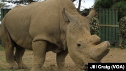 Sudan, the world’s last remaining male northern white rhinoceros, lives at Ol Pejeta conservancy, the largest black rhino sanctuary in East Africa, in Laikipia Plateau, Kenya, April 28, 2016.