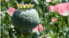 increasing poppy cultivation in herat